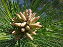 001-Pine Seeds